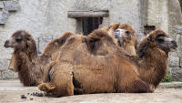 ZOO velbloudi liberec lk